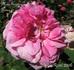 Madame Eugènie Frèmy rose photo