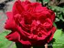 Crown Prince rose photo