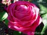 Mrs. Baker rose photo