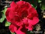 Baron T'Kind de Roodenbecke rose photo