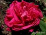 Abbé Giraudier rose photo