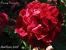 Granny Grimmetts rose photo
