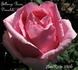 Felbergs Rosa Druschki rose photo