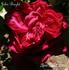 John Bright rose photo