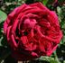 Crimson Queen rose photo