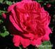 Earl of Pembroke rose photo