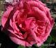 Denis Hélye rose photo