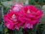 Editor Tommy Cairns rose photo