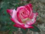 Standing Ovation ™ rose photo