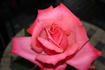 Bosom Buddy rose photo