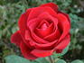 Paola rose photo