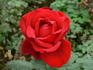 Paola rose photo