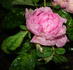 Ma Ponctuée rose photo