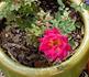 Dragon's Fire™ rose photo