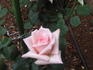 Confidence ® rose photo