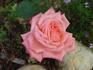 Amorous rose photo
