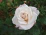 Origami ™ rose photo