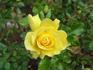 Yellow Blaze rose photo