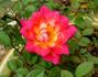 Dragon's Fire™ rose photo