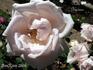 Madame Désiré Bruneau rose photo
