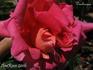 Dunkerque rose photo