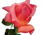 Charles P. Kilham rose photo