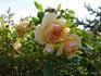 Jocelyne Salavert ® rose photo