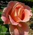 Madame Henri Gravereaux rose photo