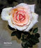 Chief Seattle rose photo