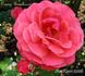 Orange Sweetheart rose photo