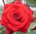 Memphis King ™ rose photo
