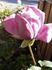 Blue Heaven rose photo