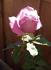 Blue Heaven rose photo