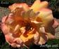 Lumière rose photo