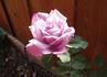 Blue Heaven rose photo