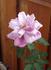 Blue Heaven rose photo