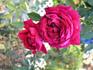 Gainesville Garnet rose photo
