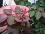 Gainesville Garnet rose photo