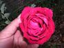 Gainesville Garnet rose photo