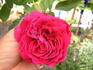 Gainesville Garnet rose photo