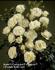 Waltz ™ rose photo