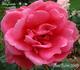 Day Dream rose photo