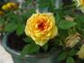 Sonja Parade rose photo