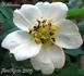 Holikensis rose photo