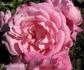 Appoline rose photo