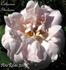Catherine Ghislaine rose photo