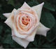 Fairy Dancers rose photo