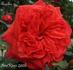 Angelus rose photo