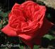 Angelus rose photo