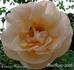 Lorenzo Pahissa rose photo